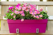 Container plants