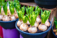 Discover Our Range of Spring Bulbs