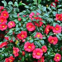 Bring Colour to Your Garden in Winter