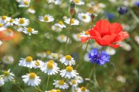 How to sow a wildflower patch