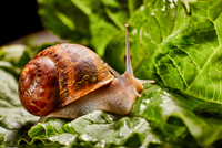 How to Stop Slugs and Snails