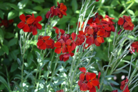 Plant of the Week: Erysimum