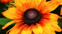 Plant of the Week: Rudbeckia