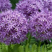 Allium