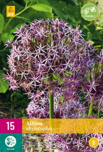 Allium Christopii