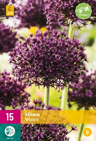 Allium Miami