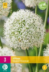 Allium Mount Everest