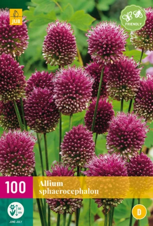 Allium sphaerocephalon