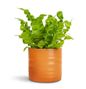 Amber 'Hadleigh' Ivyline Plant Pot 13cm