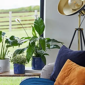 Blue 'Azure' Ivyline Plant Pot 20cm