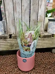 Chlorophytum comosum Atlantic 'Air So Pure' 12cm pot size