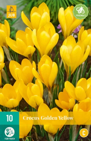 Crocus Golden Yellow