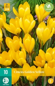 Crocus Golden Yellow