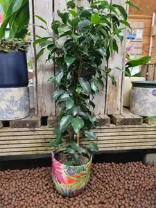 Ficus Benjaminia 'Danielle' - Weeping Fig 14cm Pot Size
