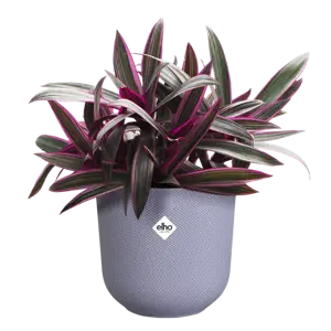 Lavender Lilac 'Jazz' Elho Plant Pot 14cm