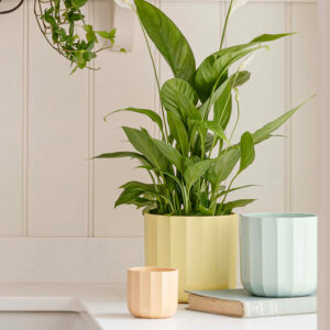 Lemon 'Positano' Ivyline Geo Plant Pot 13cm