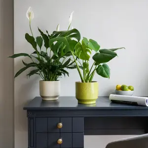 Lime 'Botanist' Ivyline Leaf Embossed Plant Pot 15cm