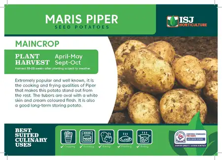 Maris Piper