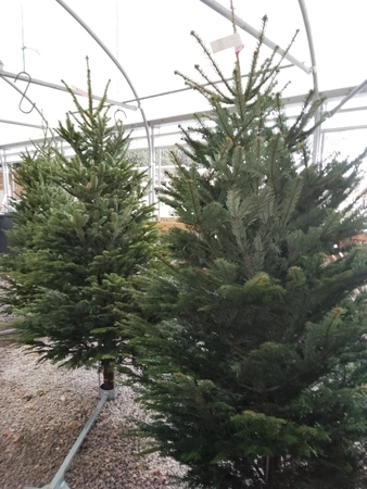 Nordmann Fir 150cm-175cm