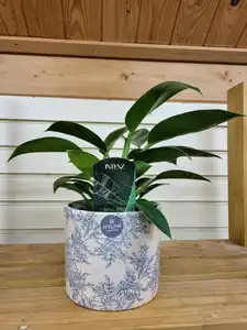 Philodendron erubescens 'Green Princess' 12cm Pot Size