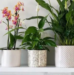 Sage 'Lazzaro' Foliage Plant Pot 13cm