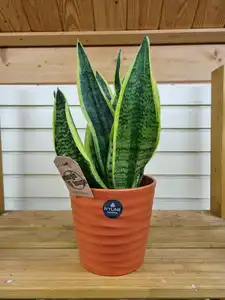 Sansevieria trifasciata Futura Superba 12cm Pot Size