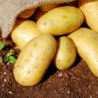Seed Potatoes