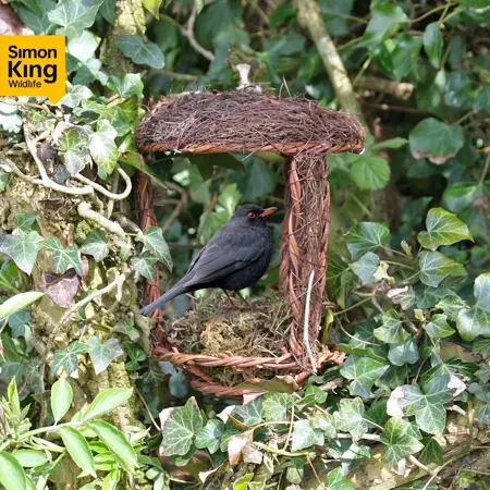 Simon King Open Nest Buddy