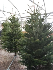 Slimline Select Nordmann Fir 175cm-200cm