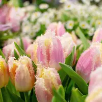 Specialist Tulips