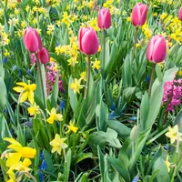 Spring Flowering Bulbs