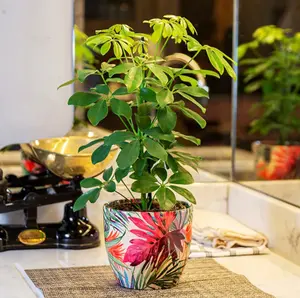 Tropical Fuschia 'Monza' Ivyline Plant Pot 16cm