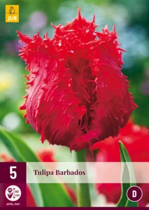 Tulip Barbados