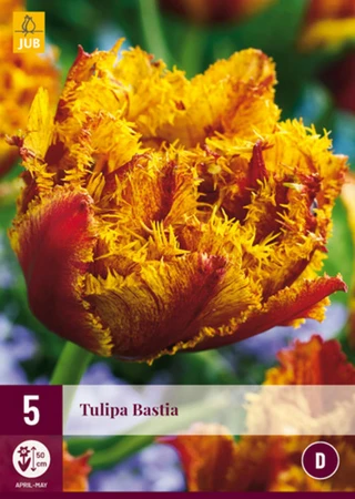 Tulip Bastia