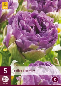 Tulip Blue Wow