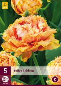 Tulip Brisbane