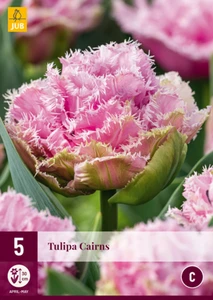 Tulip Cairns