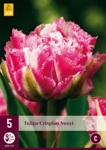 Tulip Crispion Sweet