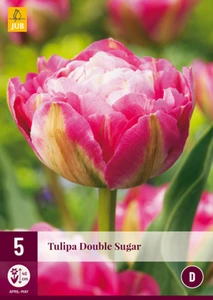 Tulip Double Sugar