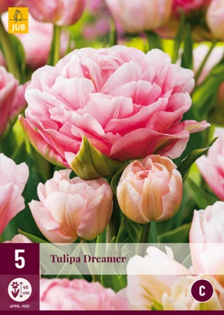 Tulip Dreamer