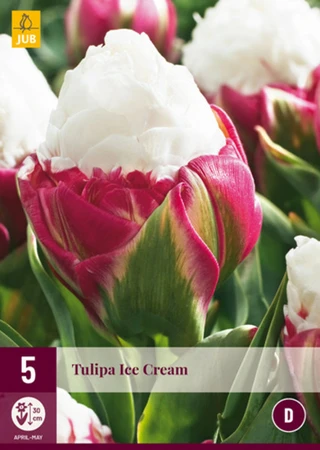 Tulip Ice Cream