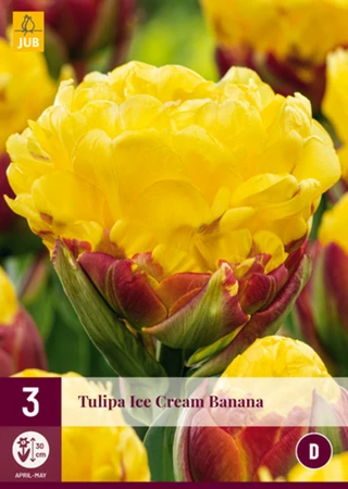 Tulip Ice Cream Banana