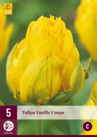 Tulip Ice Vanille Coupe - image 2