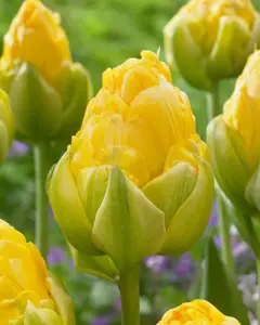 Tulip Ice Vanille Coupe - image 1