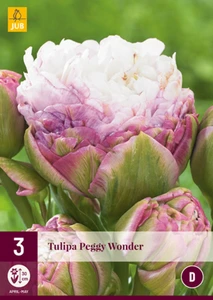 Tulip Peggy Wonder