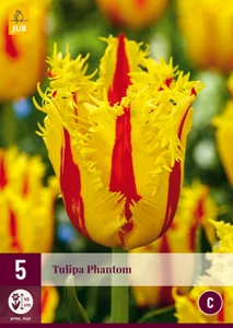 Tulip Phantom