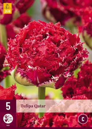 Tulip Qatar