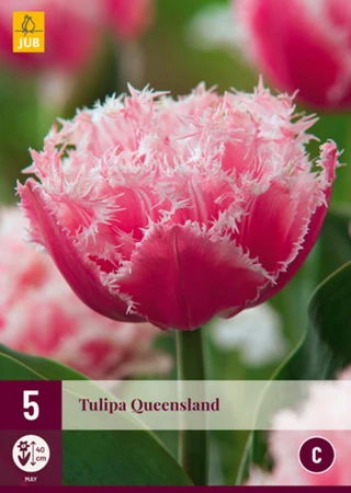 Tulip Queensland