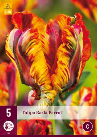 Tulip Rasta Parrot