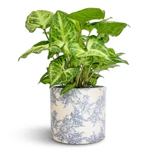 Vintage Foliage 'Lazzaro' Ivyline Plant Pot 13cm
